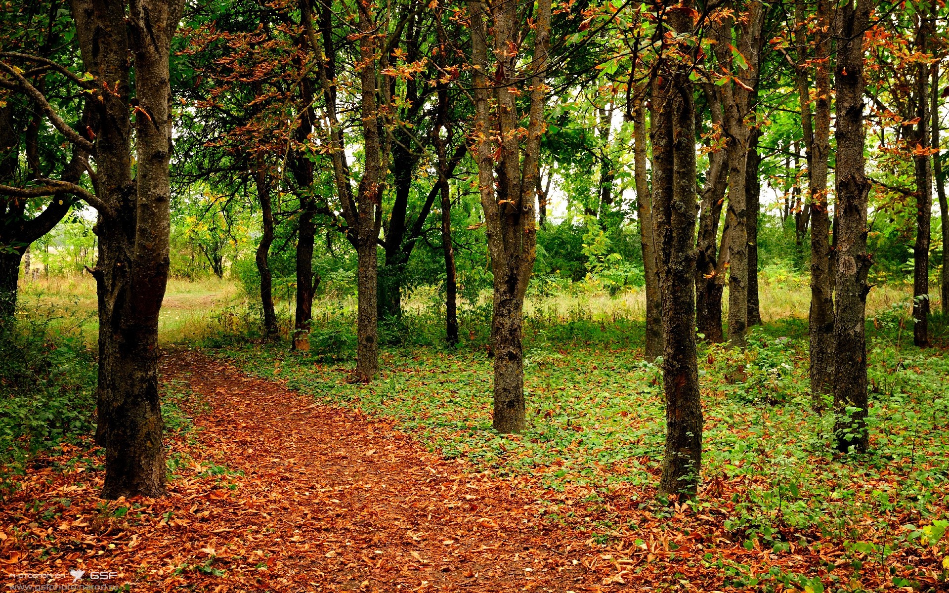 Kaiyun APP-掘金迎来重要球员复出，战力大增，掘金球员介绍